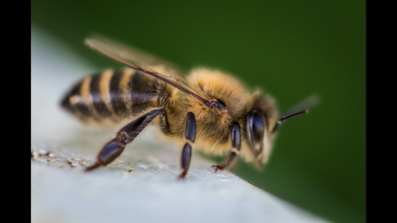 Buzzing Wonders: Fascinating Fact About Honey Bees 🐝