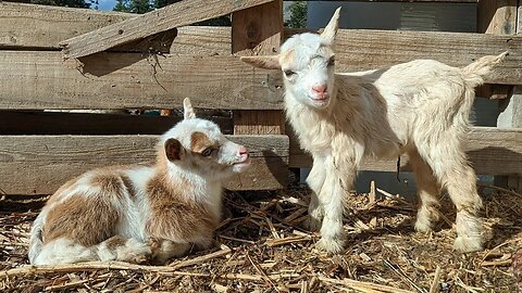 How to Tell If Your Goat Is in Labor: 5 Signs to Look For