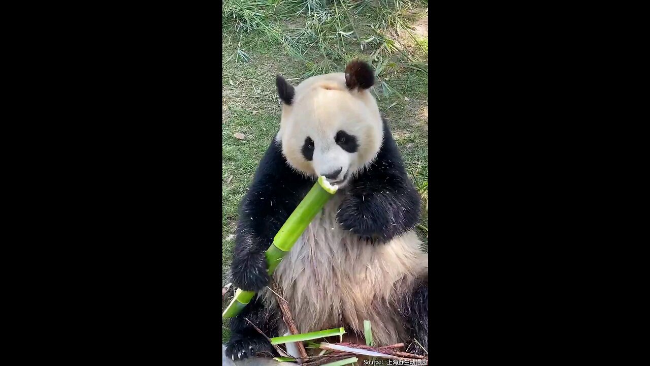 Cute & Sweet Panda Eating 🦝