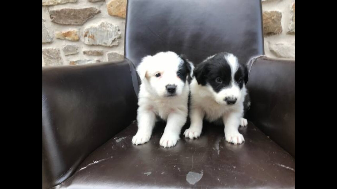 Chiots Border Collie des Tourelles