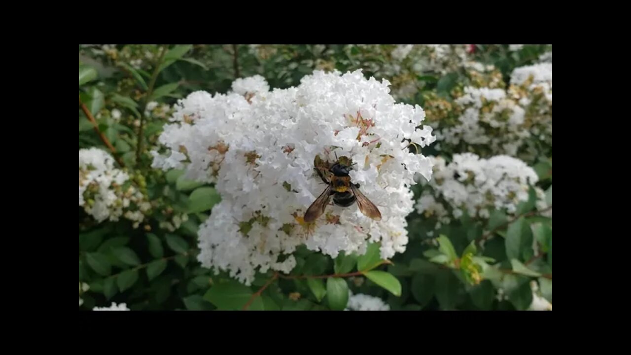 August 26, 2021 #BuzzCraft