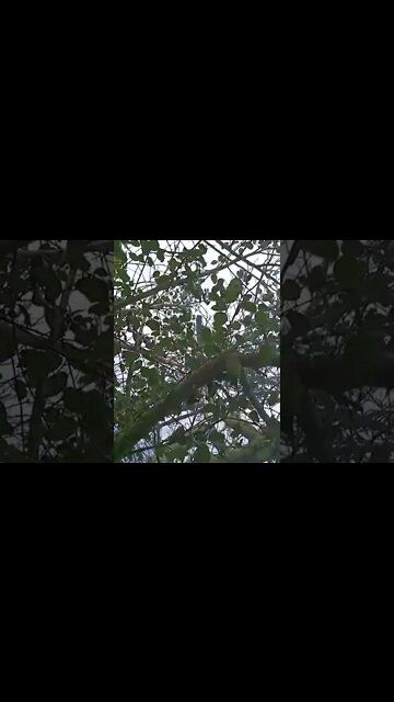 Nevo - Asado Al Disco