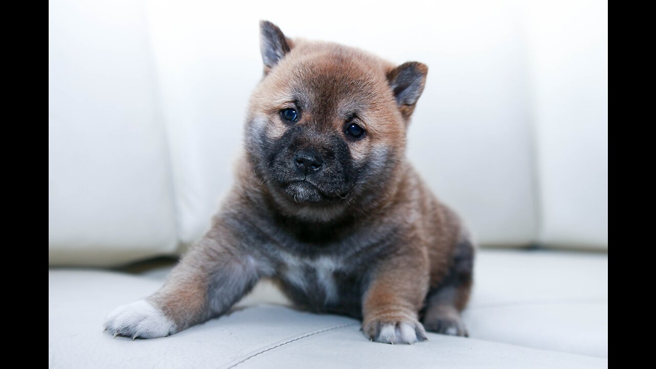 Puppy napping standing up, very cute 🐶🤗