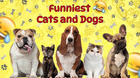 cats and dogs 🐶🐱 funny😂