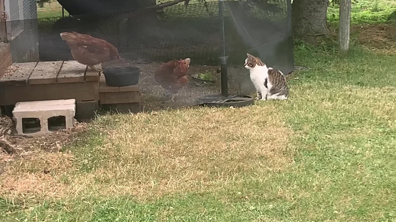 Cat Stalks Chicken Coop, Tries To Make New Friends