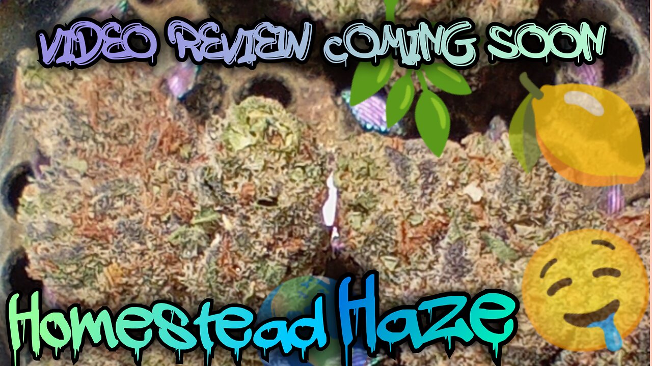 #116 Homestead Haze (Video Review Coming Soon) Trulieve Dispensary