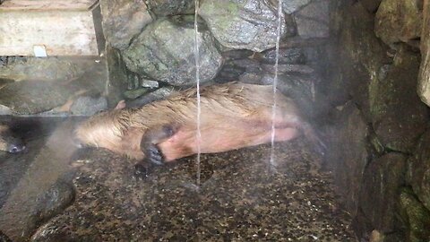 A female capybara keeps lying under the waterfall shower