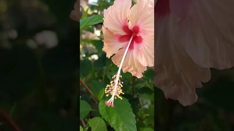 Pink Hibiscus or 🌺 Hibiscus rosa-sinensis 'Seminole Pink #shorts