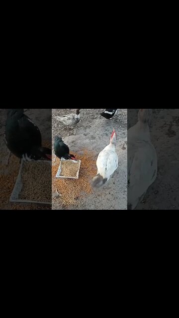 Some Muscovy Ducks and Drakes