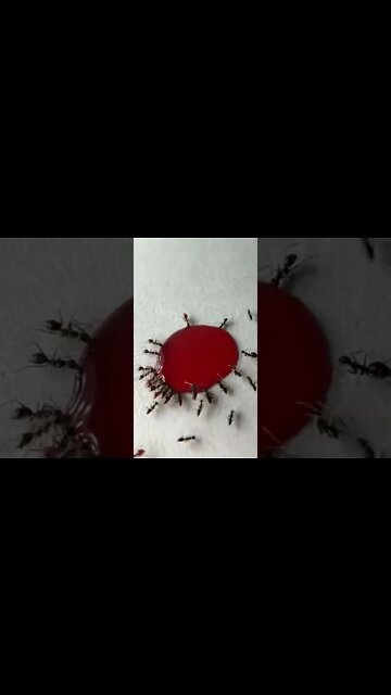 Time to eat. #ants #antkeeping