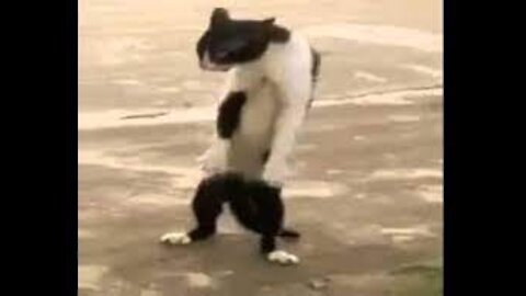 funny kittens dancing