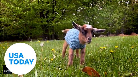 Spring fever is here! These adorable creatures jump for joy | USA TODAY