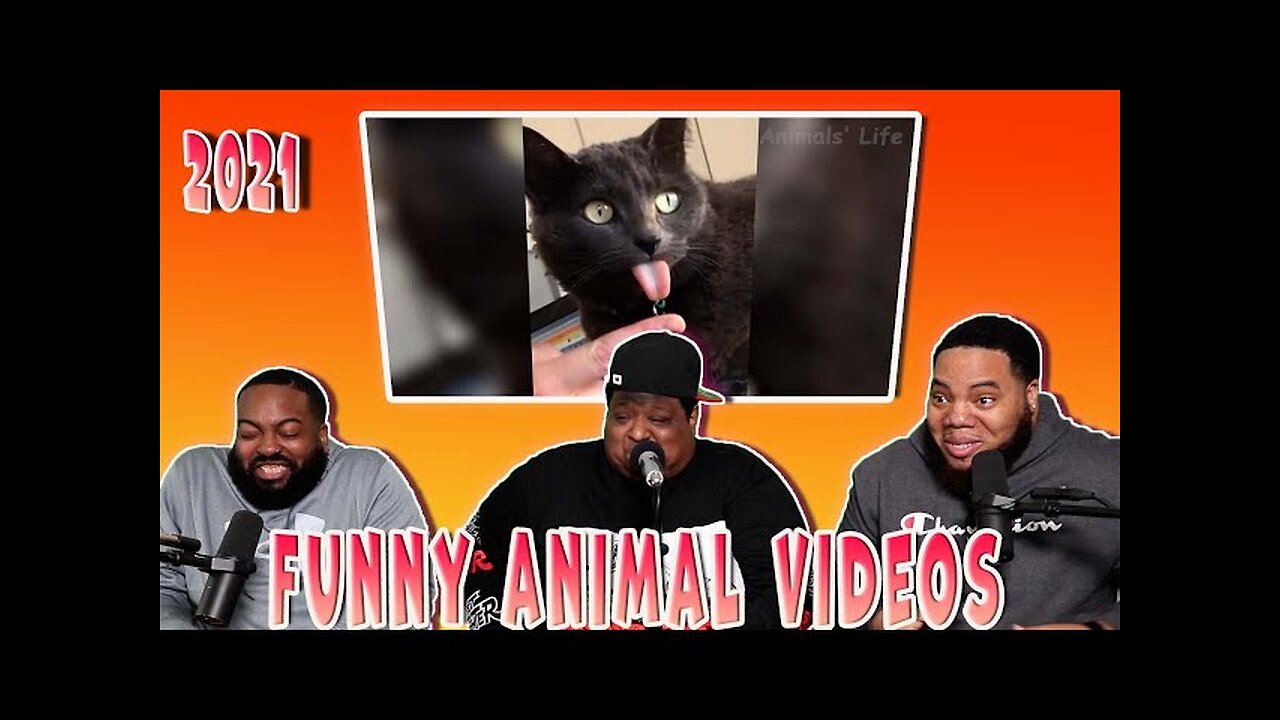 Funniest Dogs And Cats Videos - Best Funny Animal Videos of the 2021 😃