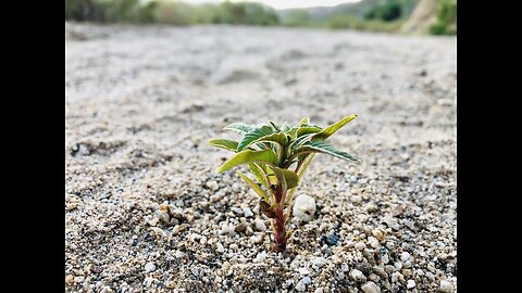 The Falling Away (Parable of the Sower)