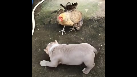 Chicken VS Dog Fight - Funny Dog Fight Videos