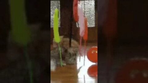 Cat Fails try to catch a bloon, Funny cute pets lovers, #Shorts