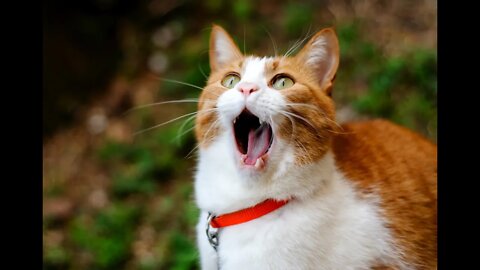 Коты отжигают, ржака