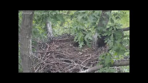 Hays Eagles juveniles H14 and H13 on branch 2021 05 23 13:13