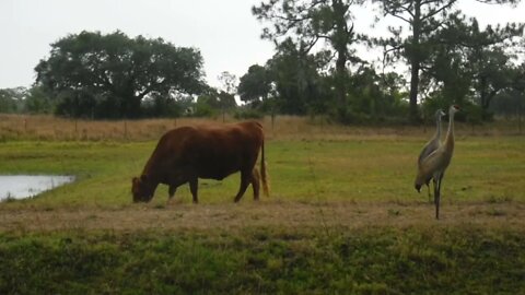 Saturday afternoon rain storm at Venus Ranch