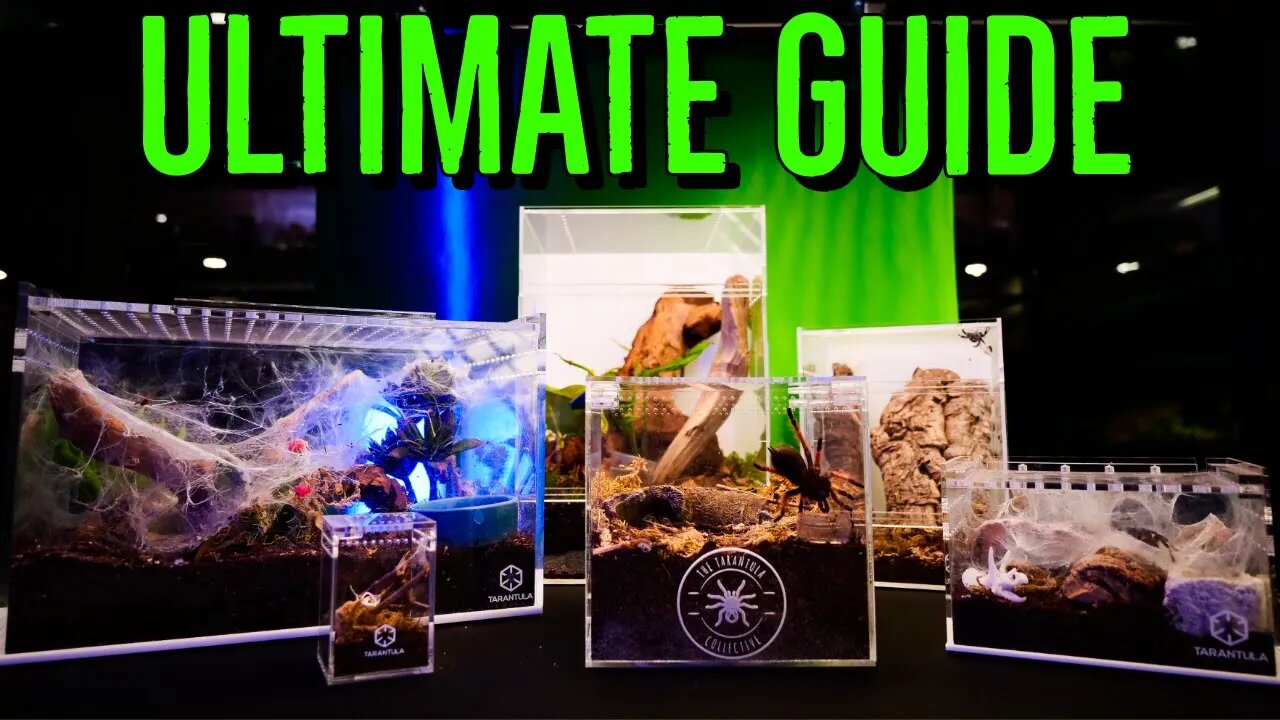 Ultimate Guide to Tarantula Enclosure Setups!