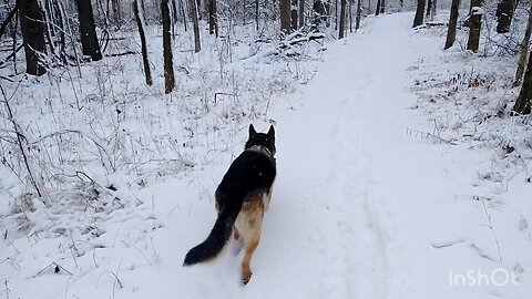 Winter Walk
