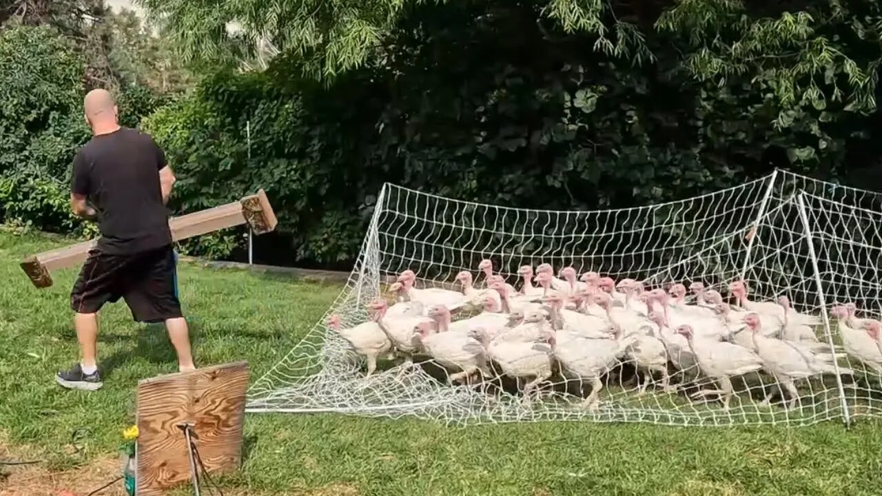 Moving 60 Turkeys In Our Front Yard!