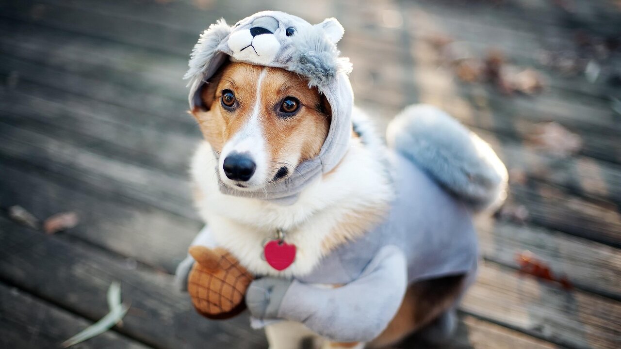 Best Funny Animal Videos Of The 2023 Funniest Cats And Dogs Videos🙀😍