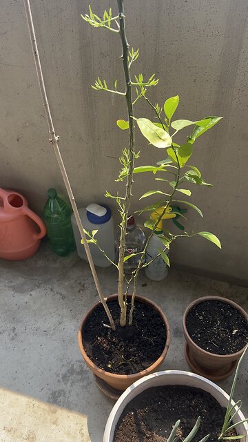 Tangerine 🍊 or orange 🍊 plant