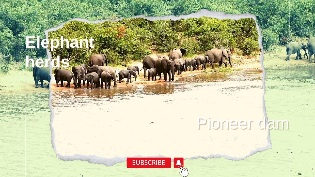 Elephant herds at Pioneer dam