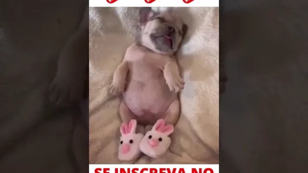 Cachorrinho Fofo Dorminhoco #shorts