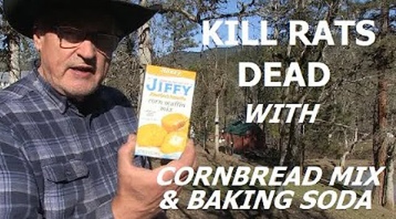 KILL RATS DEAD WITH CORNBREAD MIX & BAKING SODA