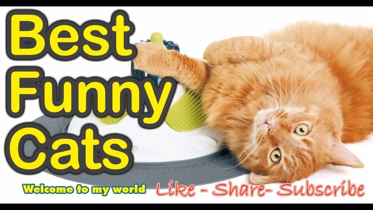 Best funny cats video cute reaction for adorable cat video compilations #Petsandwild #cats2022