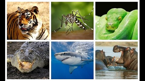 Which creatures kill the most people each year?