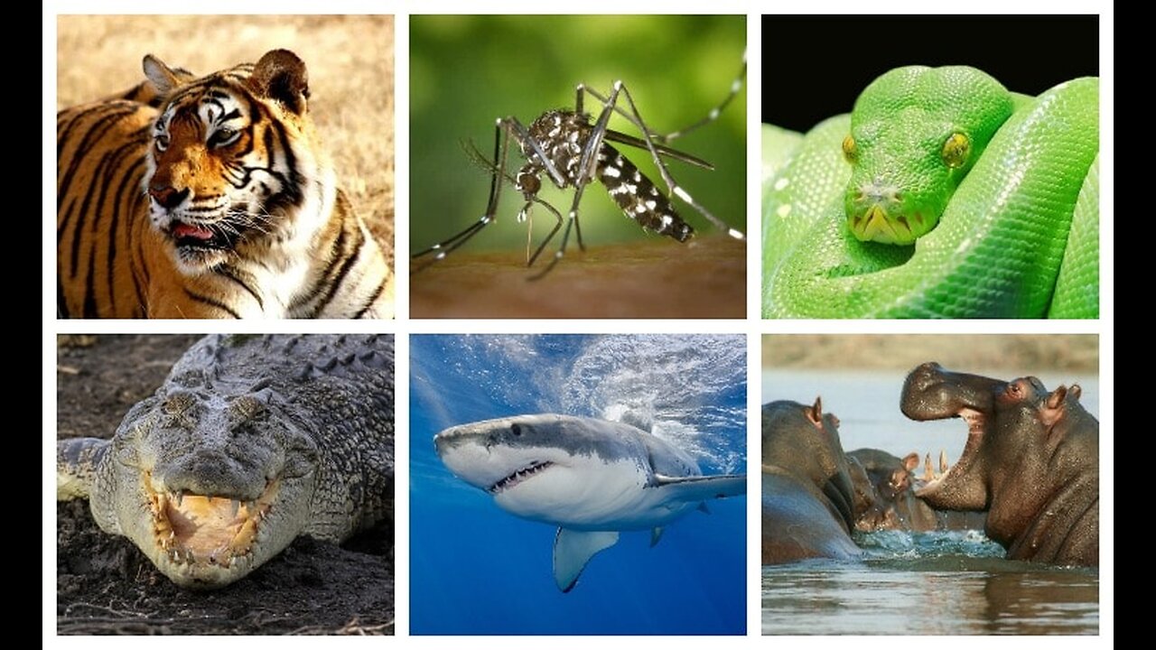 Which creatures kill the most people each year?