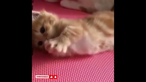 cute cat videos 😹 funny videos 😂1561