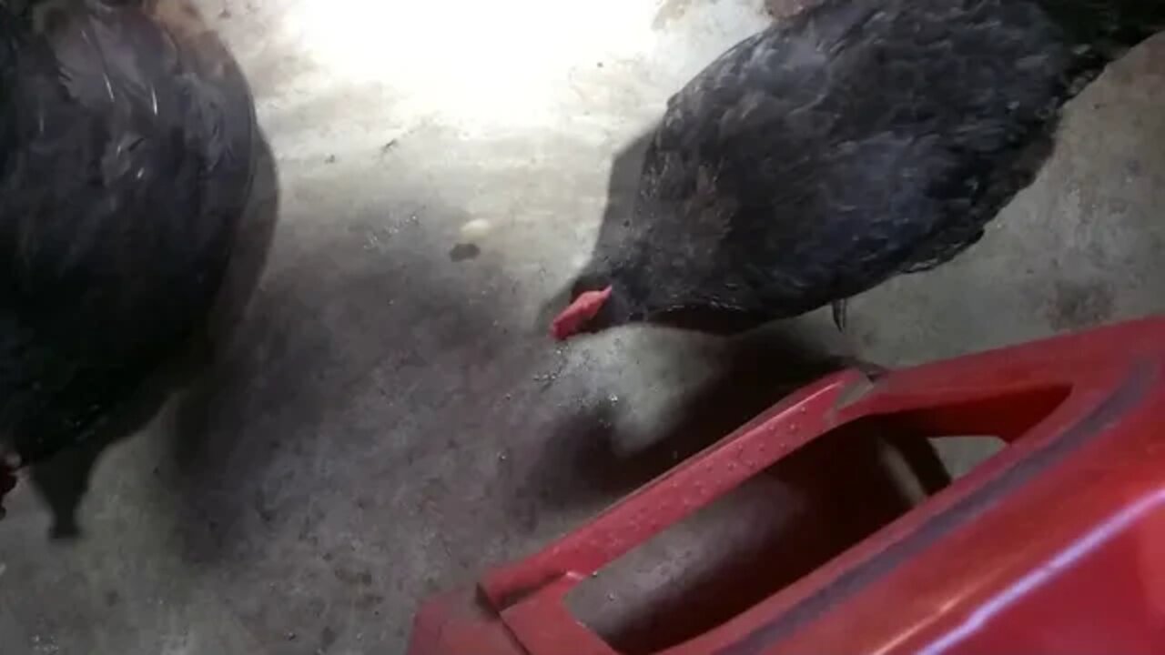 鸡爱吃米饭和猪肉还有白菜/Chicken loves rice and pork and cabbage