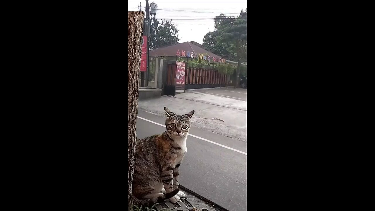 This cat is the most funniest cat in the whole world check this out😆😆😆😂😂