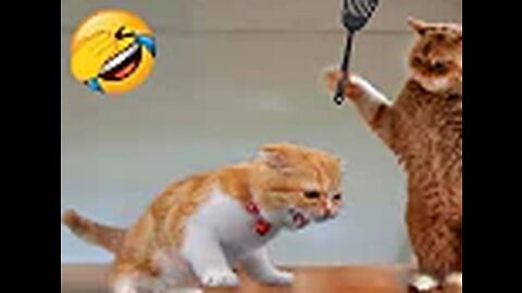 Funniest Animals 2023 😂 Funniest Cats and Dogs 😺🐶