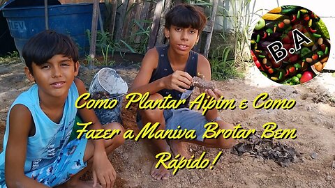 Como PLANTAR AIPIM e como FAZER as MANIVAS BROTAREM BEM MAIS RÁPIDO #hortaorganica