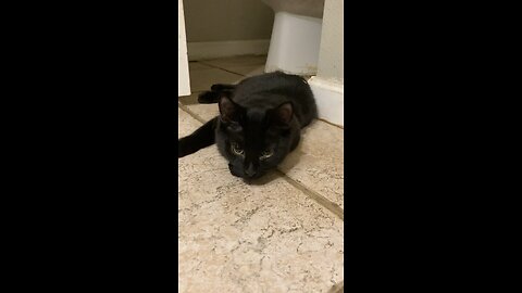 Blackjack so cute in the bathroom!