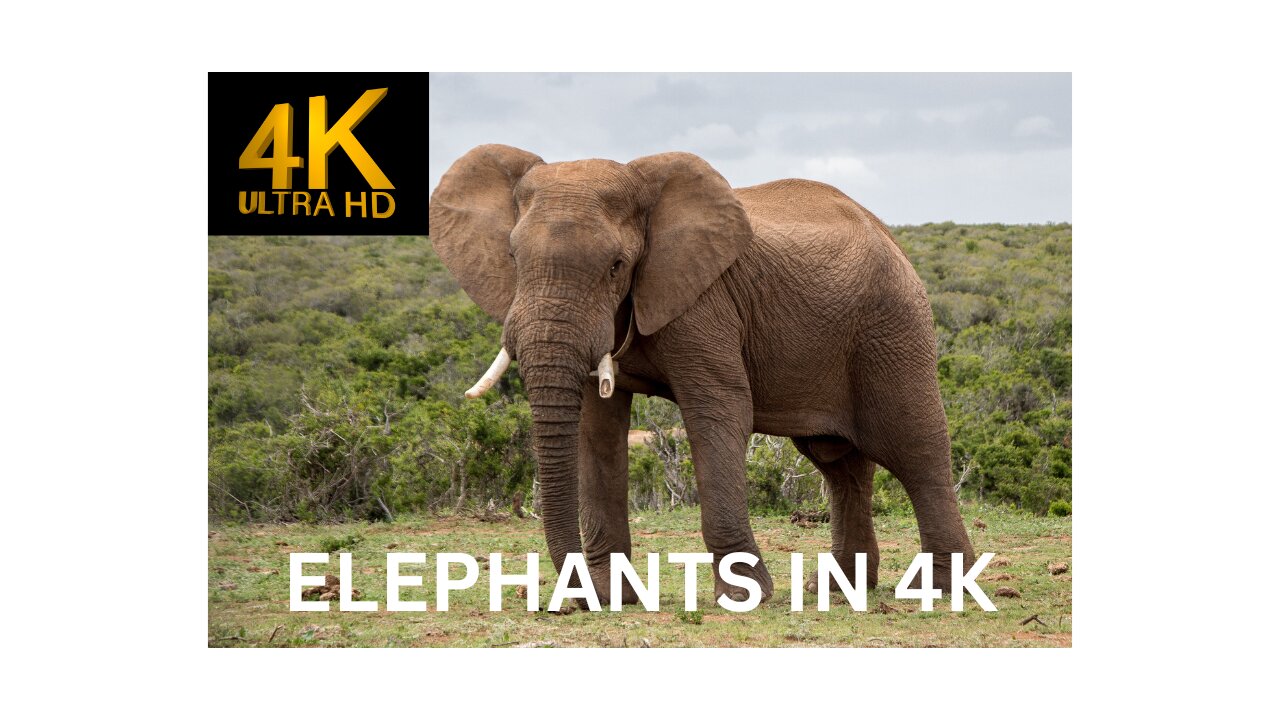 Elephants in Stunning 4K