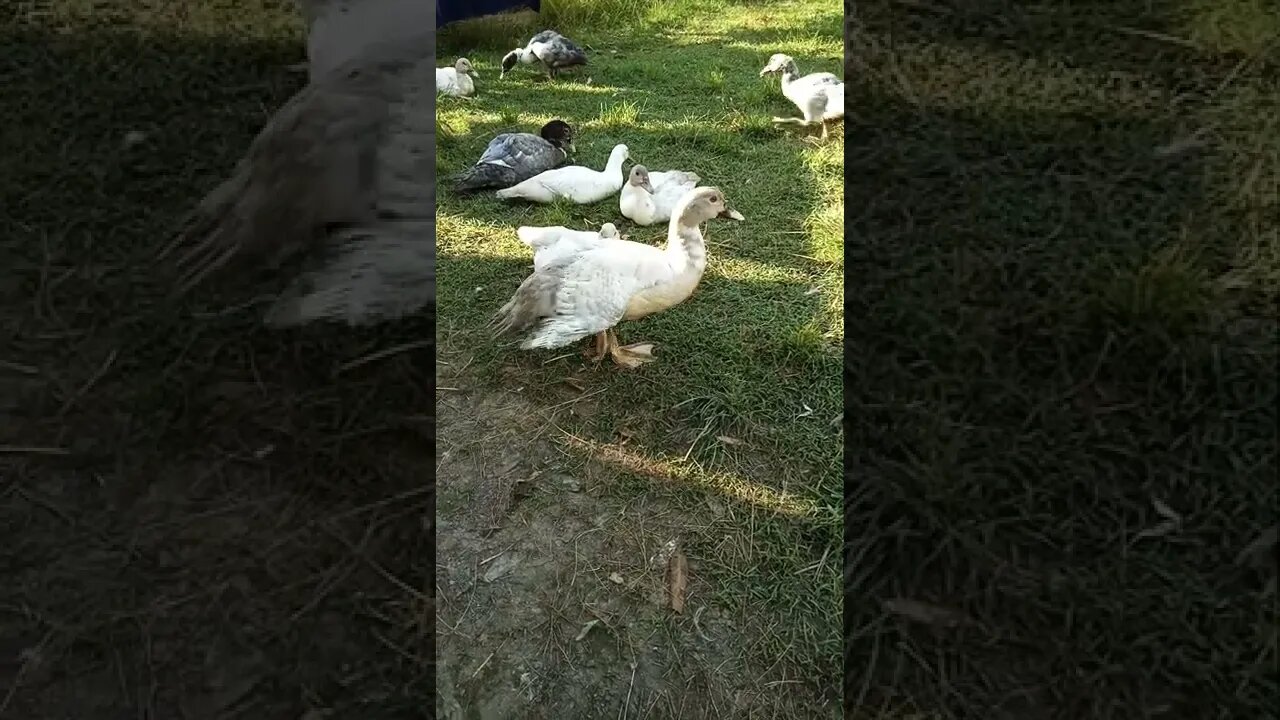 Some nice Silver Muscovy's growing up