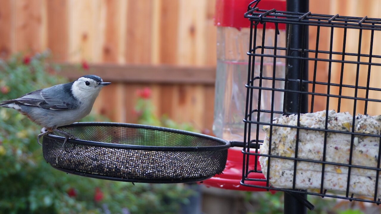 Nutchatch and Goldfinch on Our Feeders