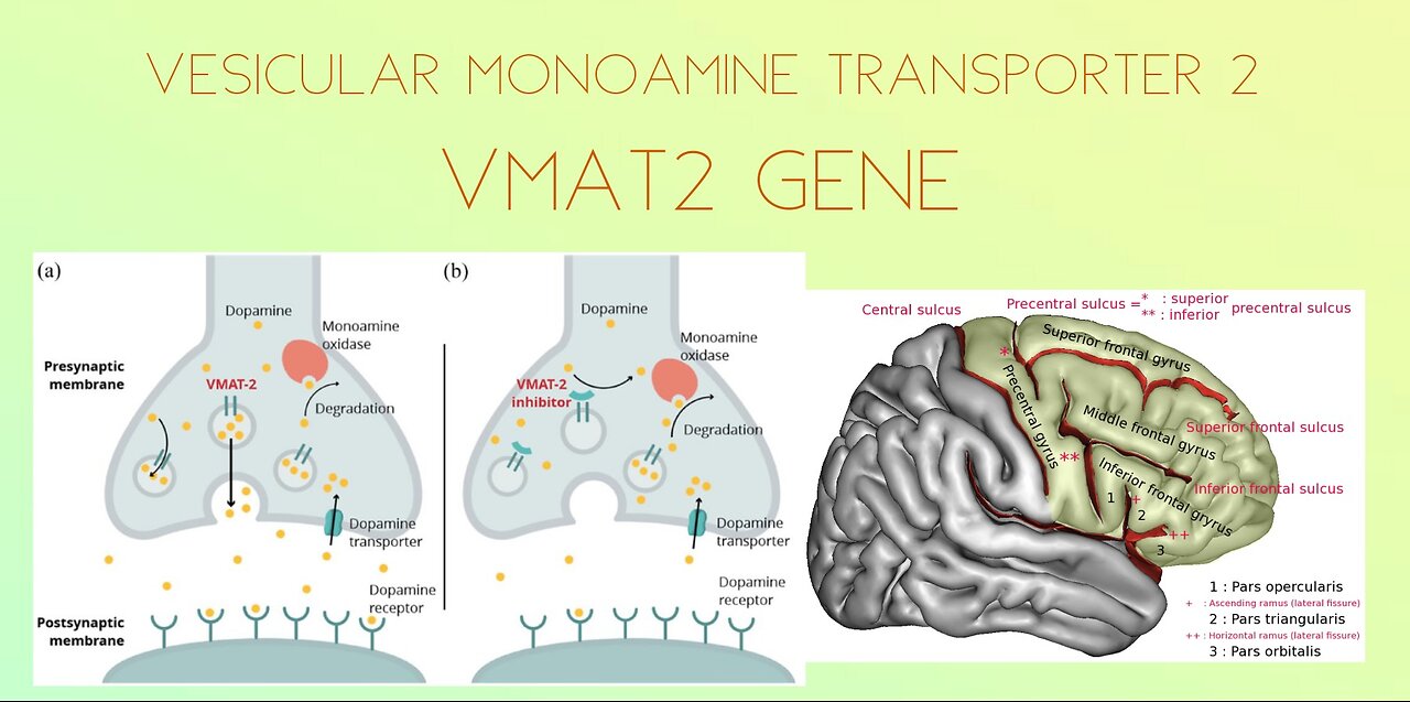 FunVax Presentation VMAT2 God Gene