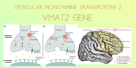 FunVax Presentation VMAT2 God Gene