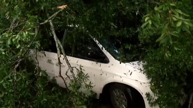 Storm snaps oak in half, tree crashes onto van | Digital Short