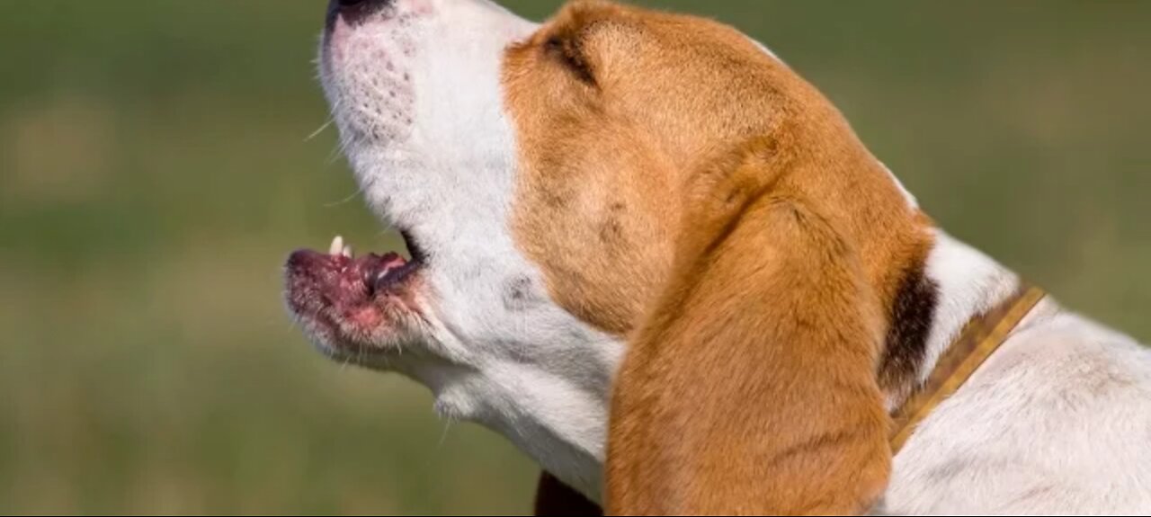 Top 10 dog barking videos compilation 2016 ❤️ Dog barking soung funny-video