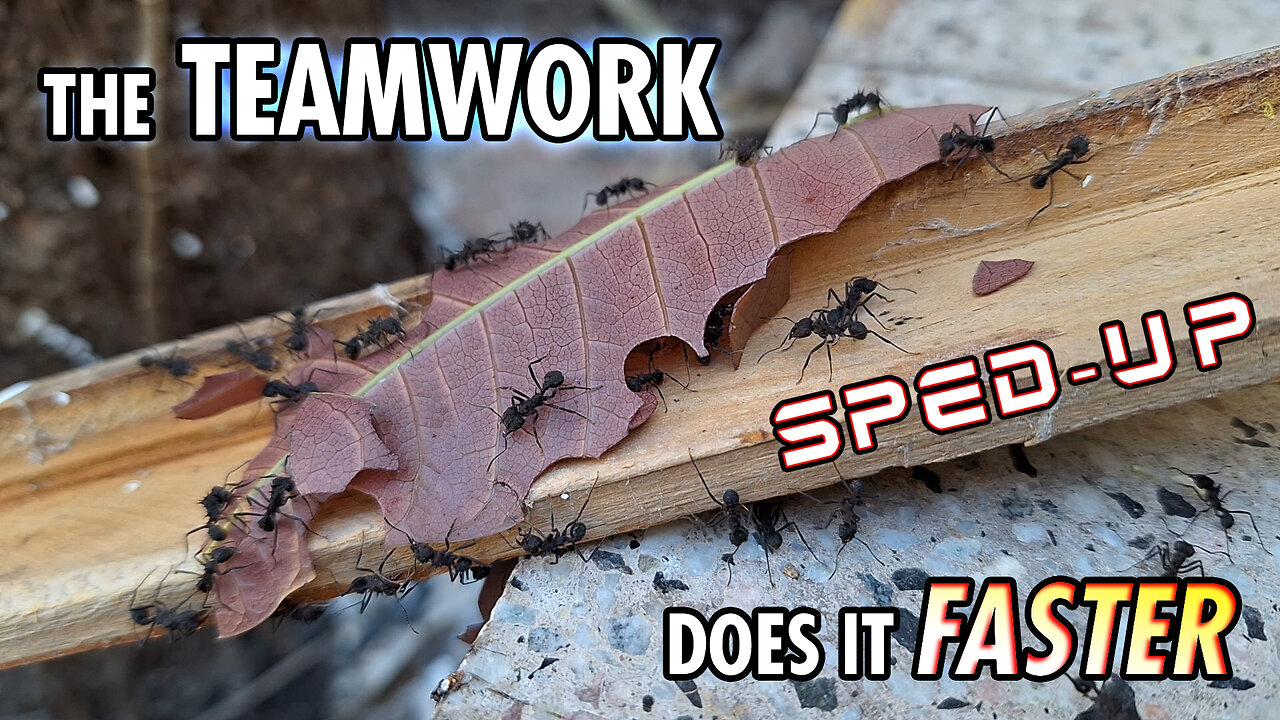 Ants working over the "plank-bridge" - Sped up