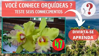 VOCÊ CONHECE ORQUIDEAS ? QUAL O NOME DESSA ORQUIDEA? DIVIRTA-SE IDENTIFICANDO ESSA ORQUÍDEA