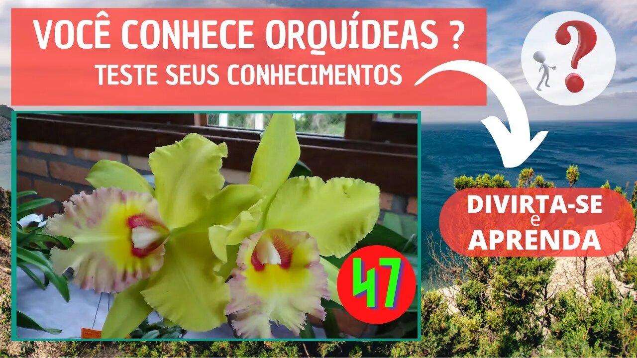 VOCÊ CONHECE ORQUIDEAS ? QUAL O NOME DESSA ORQUIDEA? DIVIRTA-SE IDENTIFICANDO ESSA ORQUÍDEA